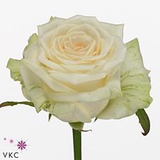 Срезанные цветы оптом Rosa large dolomiti от 30шт из Голландии с доставкой по России