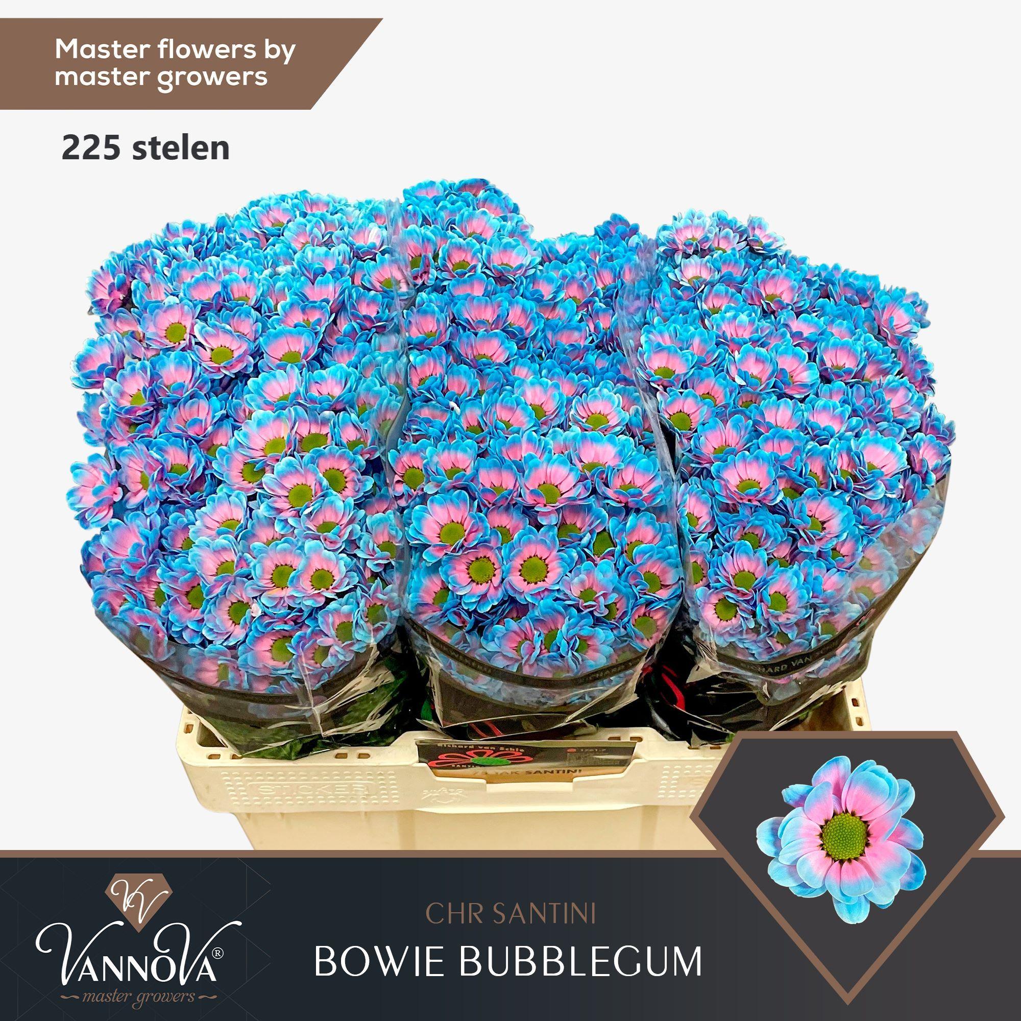 Срезанные цветы оптом Chrys sa paint bowie bubblegum от 225шт из Голландии с доставкой по России