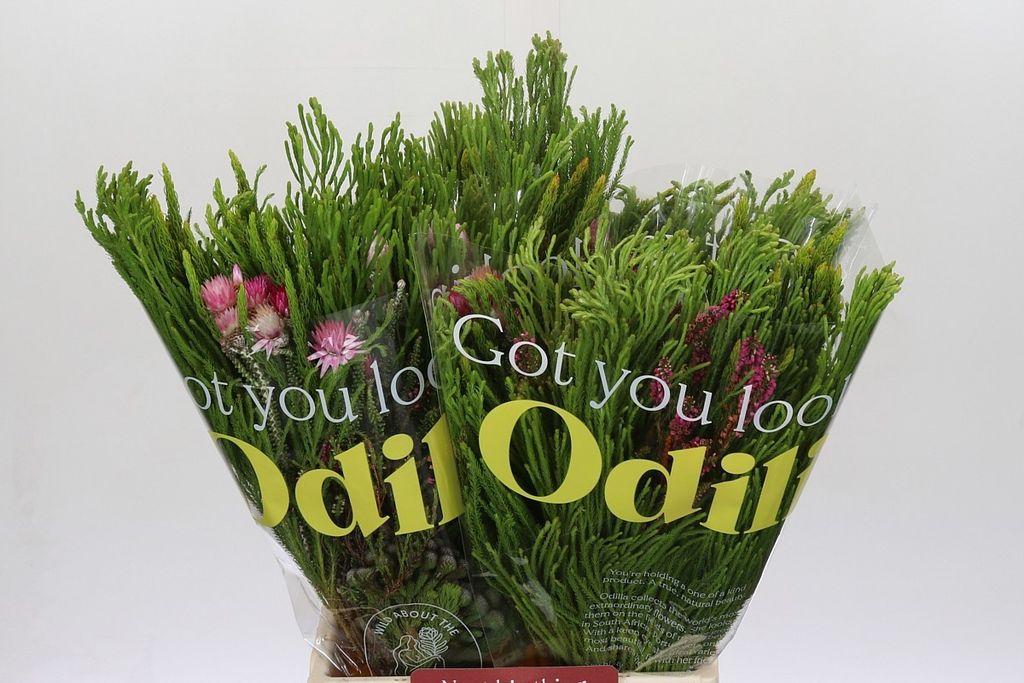 Срезанные цветы оптом Exoten safari bq от 4шт из Голландии с доставкой по России