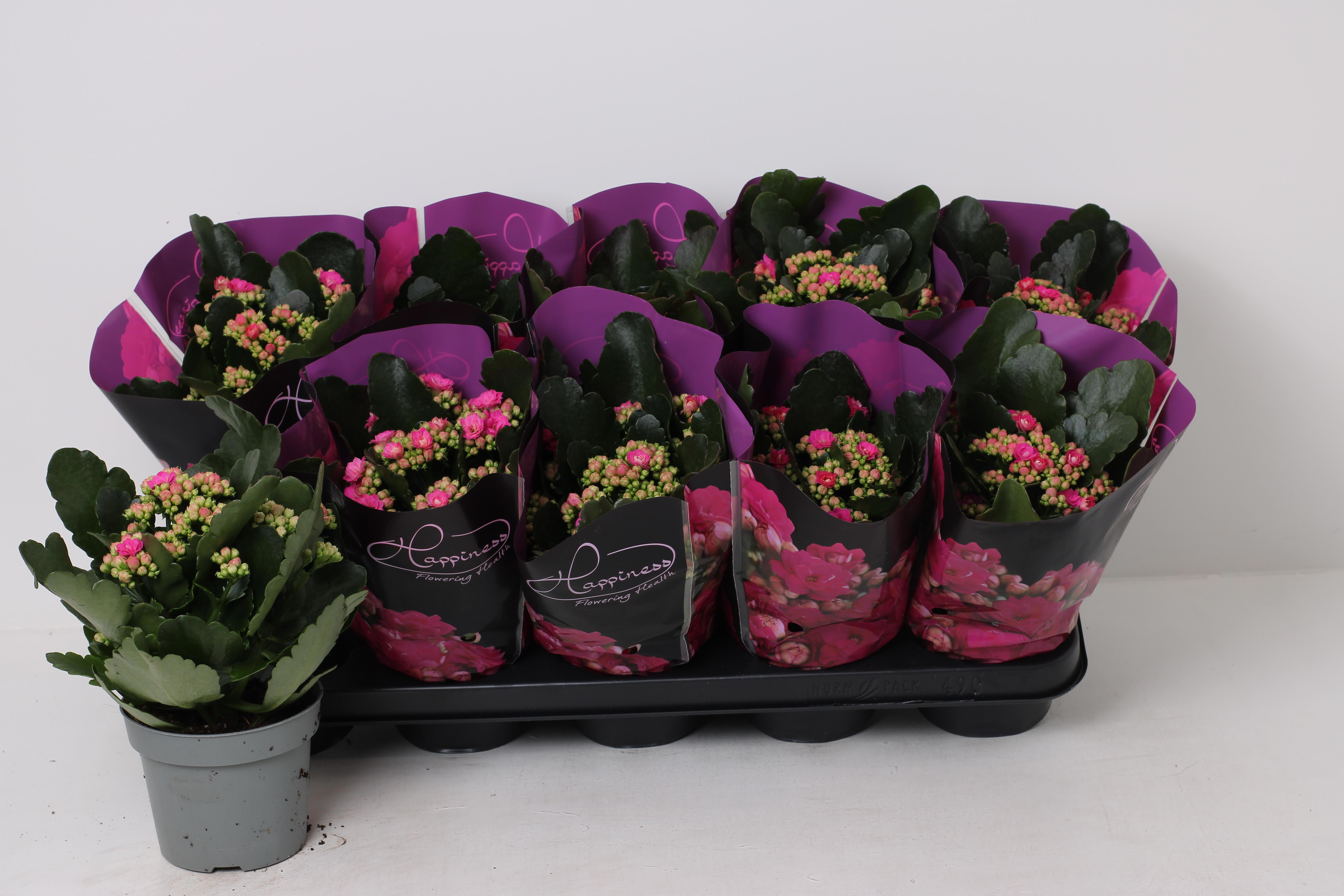 Горшечные цветы и растения оптом Kal Ge Lena от 10шт из Голландии с доставкой по России