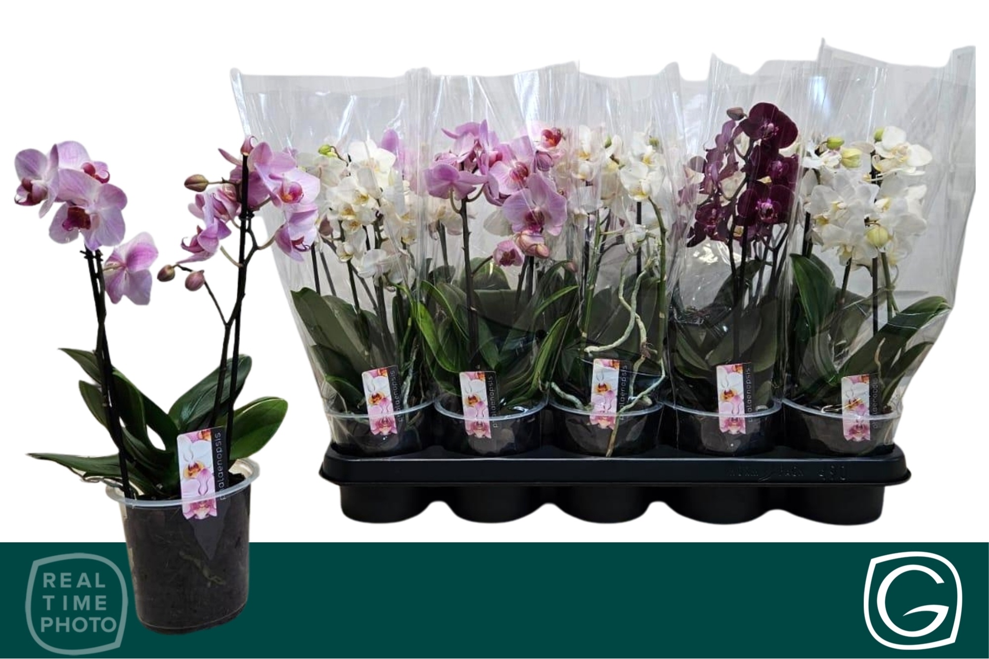 Горшечные цветы и растения оптом Phal Mf Gem 3 Kl от 10шт из Голландии с доставкой по России