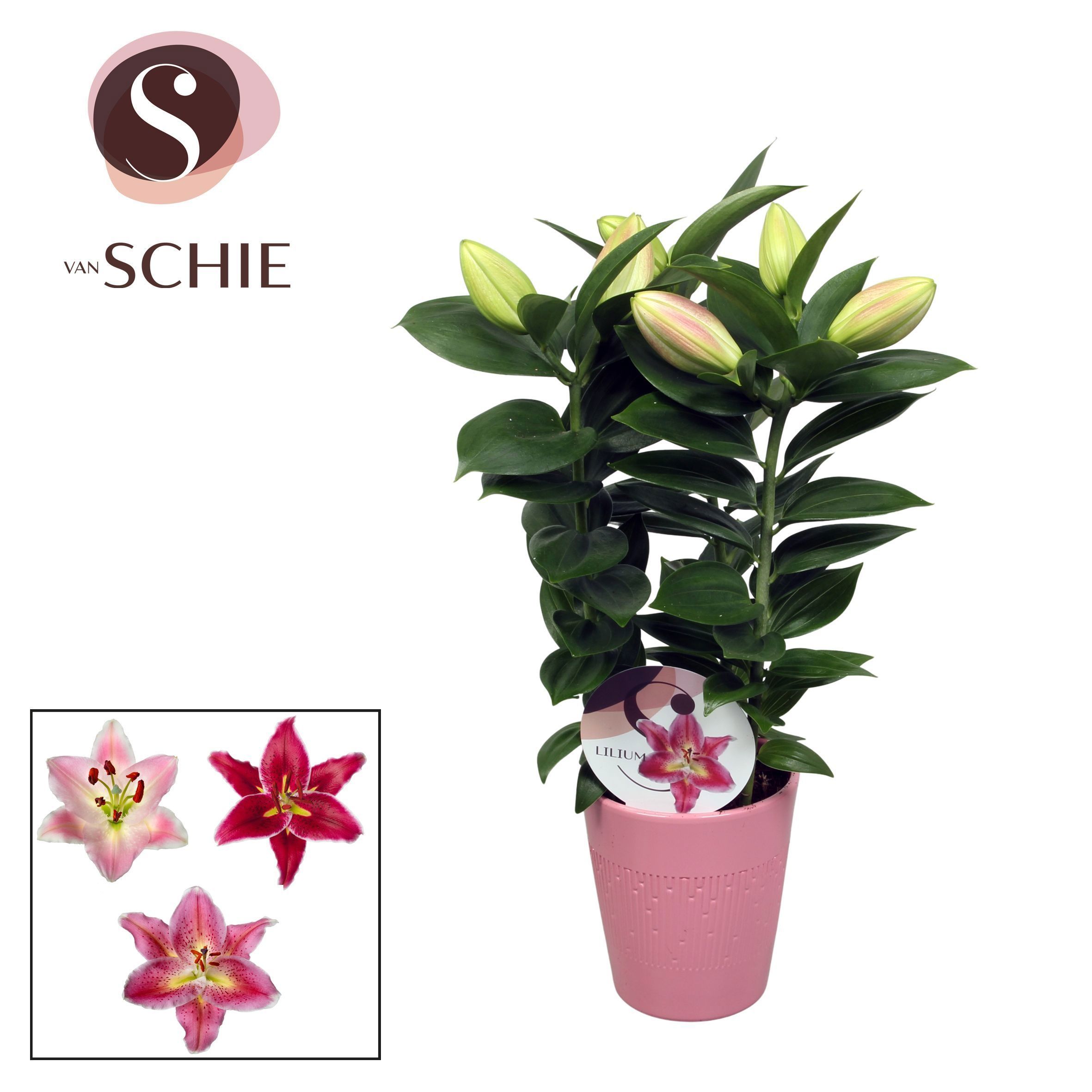 Горшечные цветы и растения оптом Lil Or Ov от 6шт из Голландии с доставкой по России