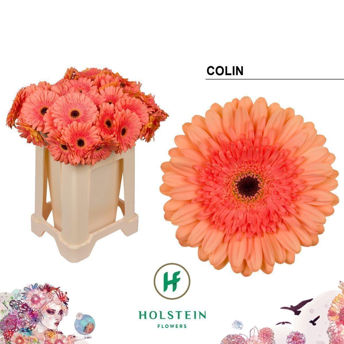 Срезанные цветы оптом Gerbera colin от 40шт из Голландии с доставкой по России