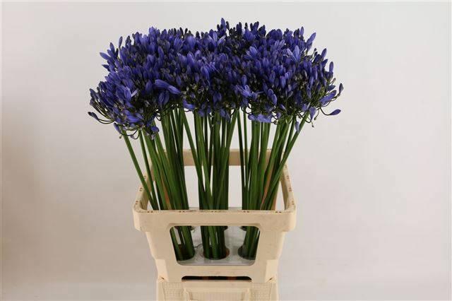 Срезанные цветы оптом Agapanthus uri от 60шт из Голландии с доставкой по России Срезанные цветы оптом Agapanthus uri от 60шт из Голландии с доставкой по России