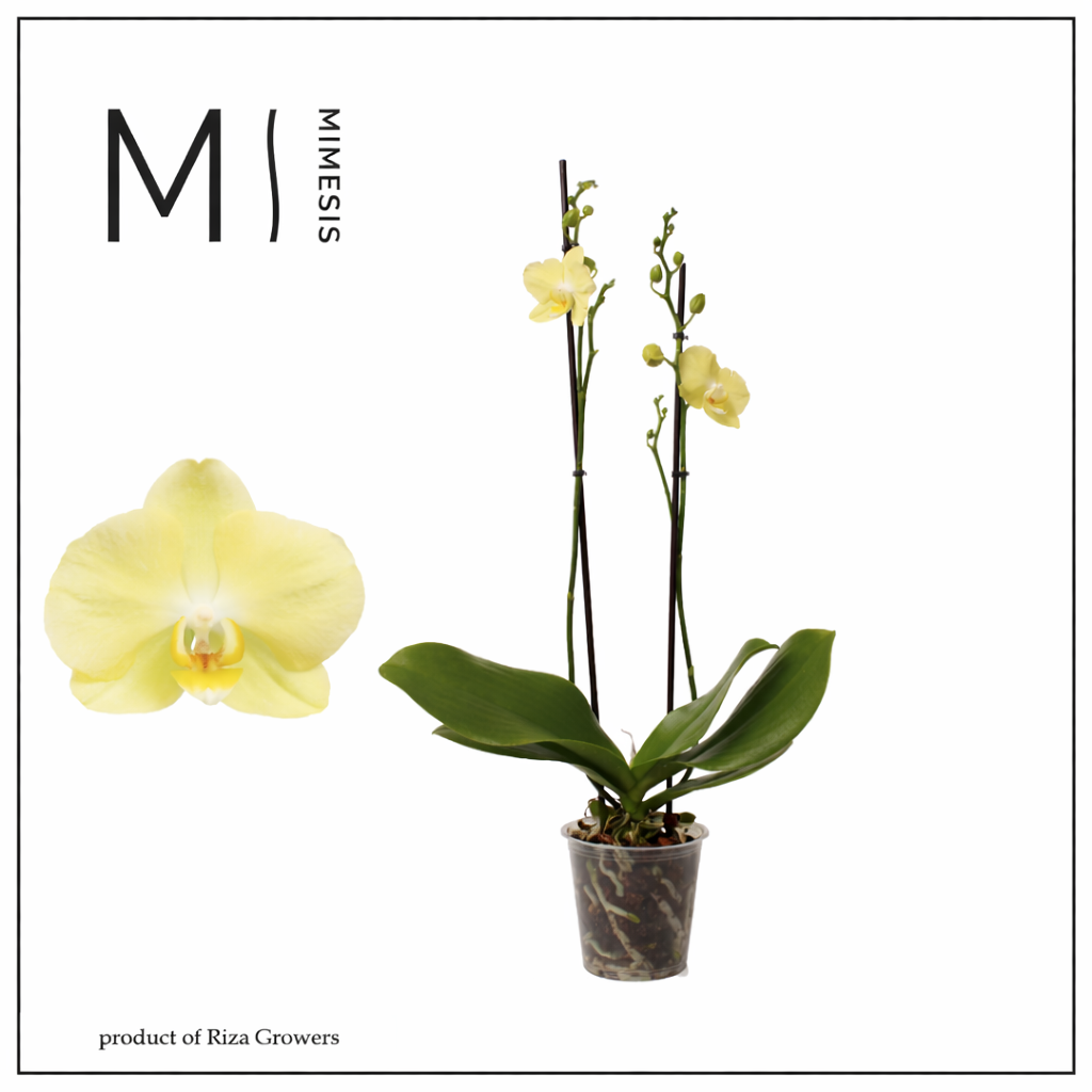 Горшечные цветы и растения оптом Phalaenopsis Mirage 2 Spike - 12cm | Mimesis от 10шт из Голландии с доставкой по России