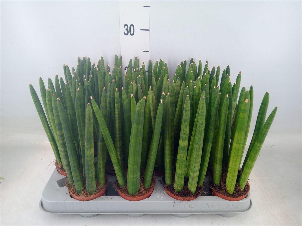 Горшечные цветы и растения оптом Sansevieria Cyl.  ... от 16шт (для телеги) из Голландии с доставкой по России