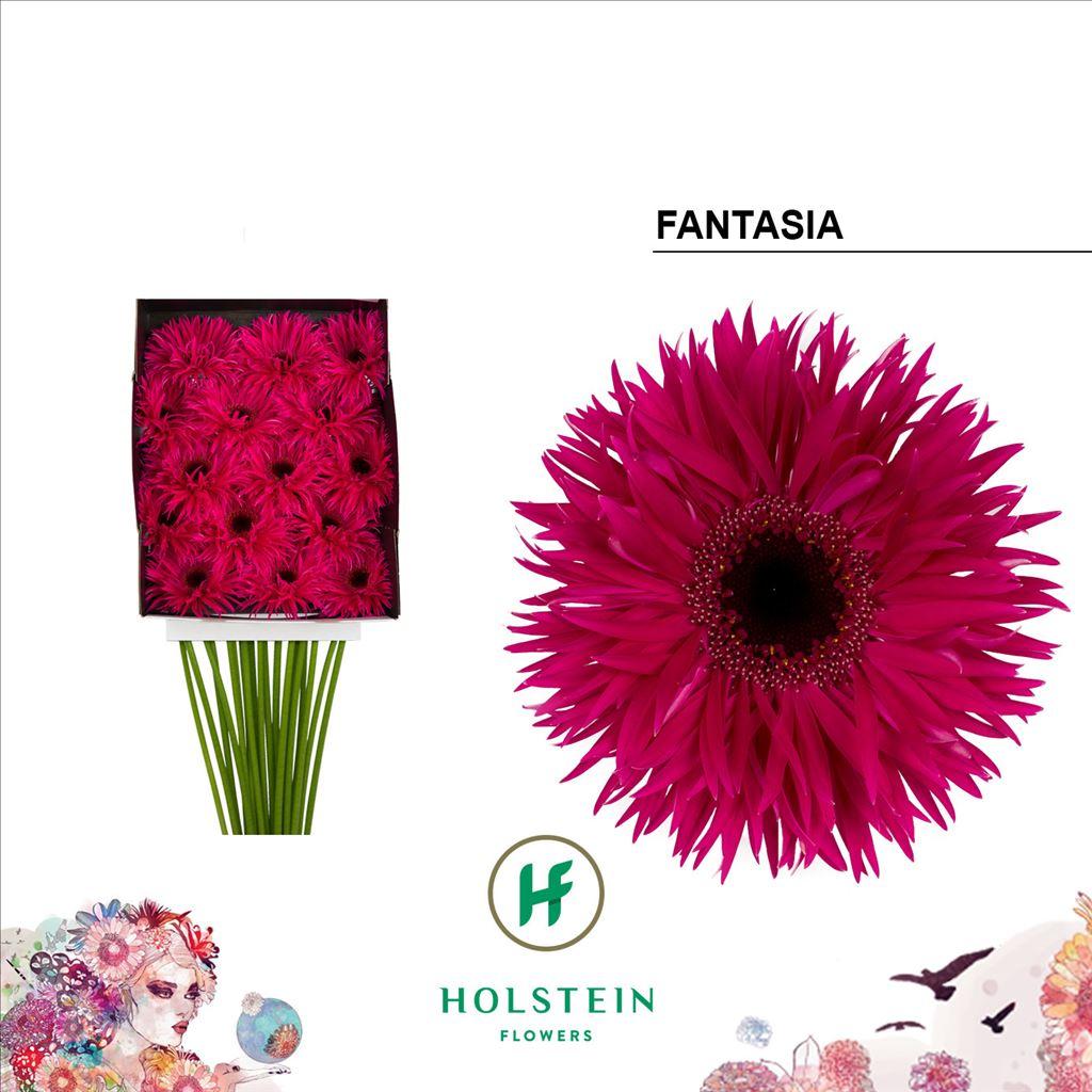 Срезанные цветы оптом Gerbera diamond gerspider big fantasia от 15шт из Голландии с доставкой по России
