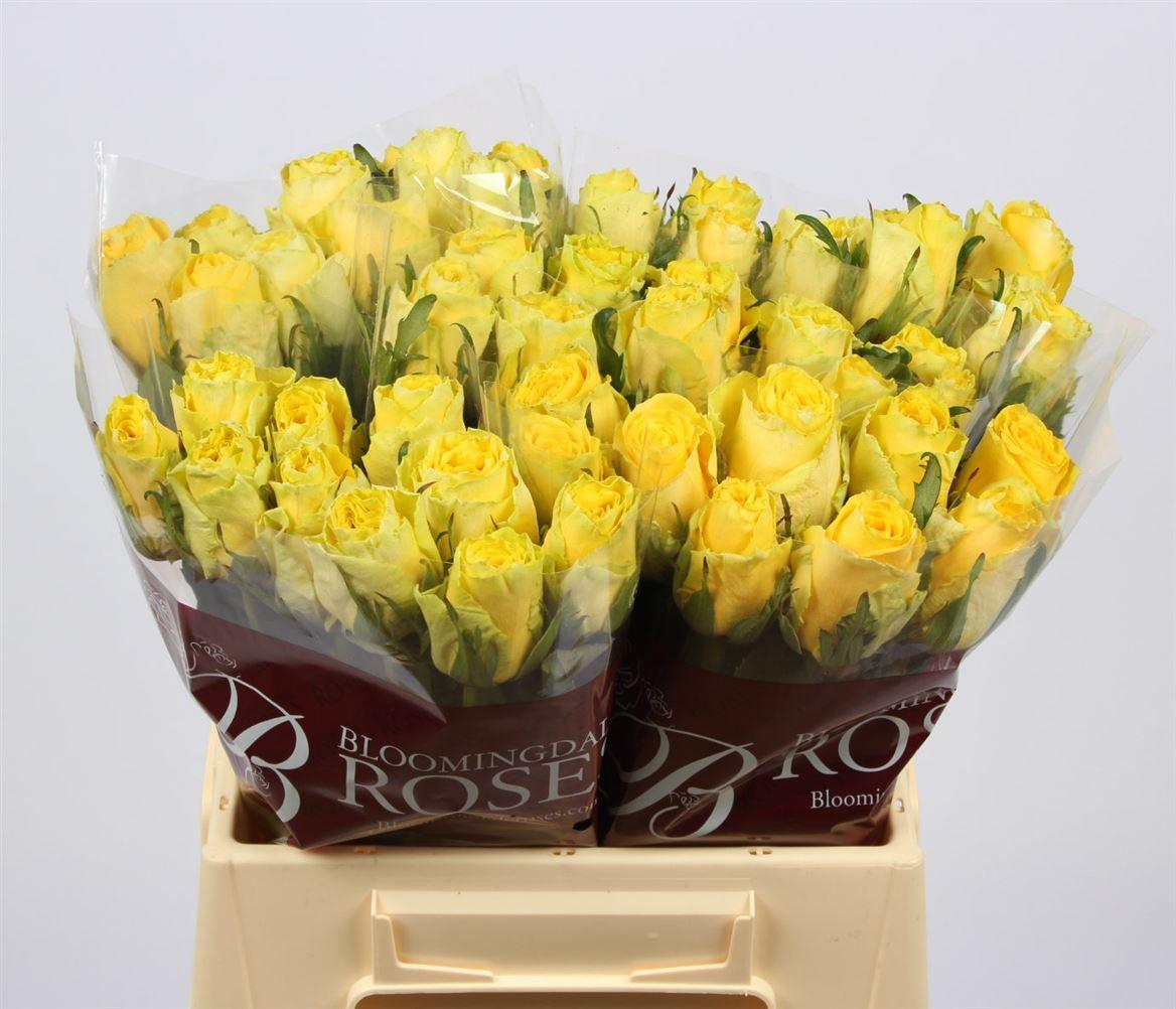 Срезанные цветы оптом Rosa large good times от 280шт из Голландии с доставкой по России