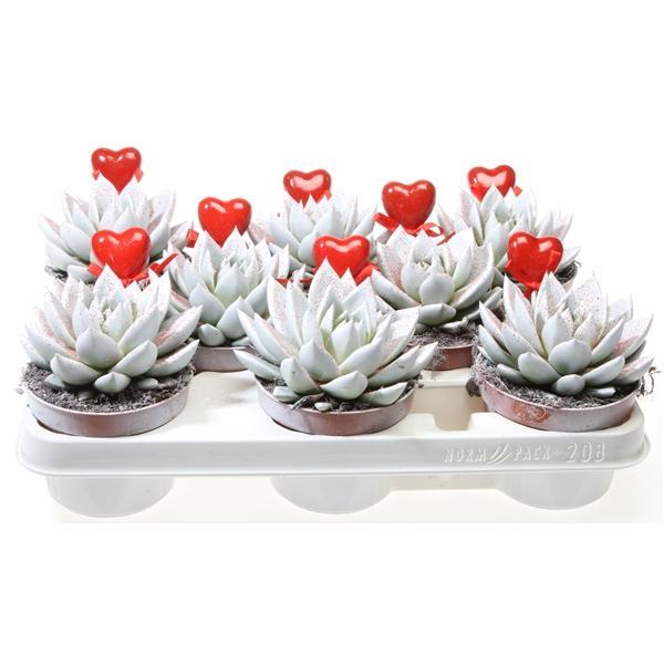 Горшечные цветы и растения оптом Echeveria Miranda Wit Rode Glitter + Hart от 8шт из Голландии с доставкой по России
