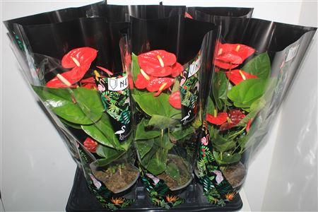 Горшечные цветы и растения оптом Anthu A Mauii Red 6+ P17 * Spring Deal * от 6шт из Голландии с доставкой по России