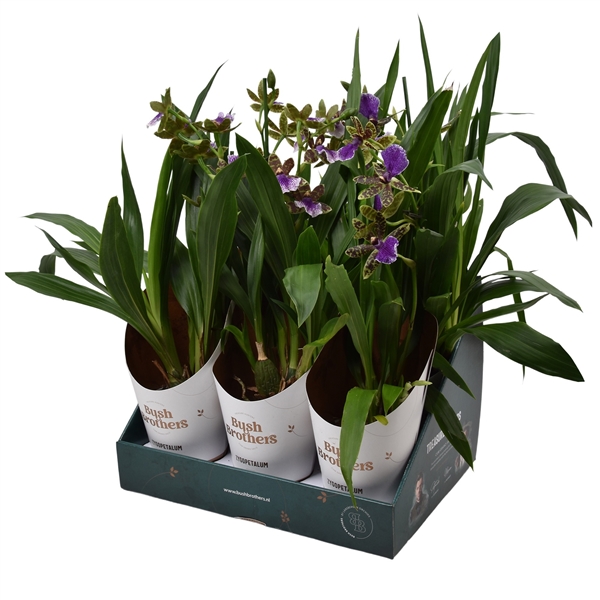 Горшечные цветы и растения оптом Zygopetalum 1st Stem Showbox 5fl от 6шт из Голландии с доставкой по России