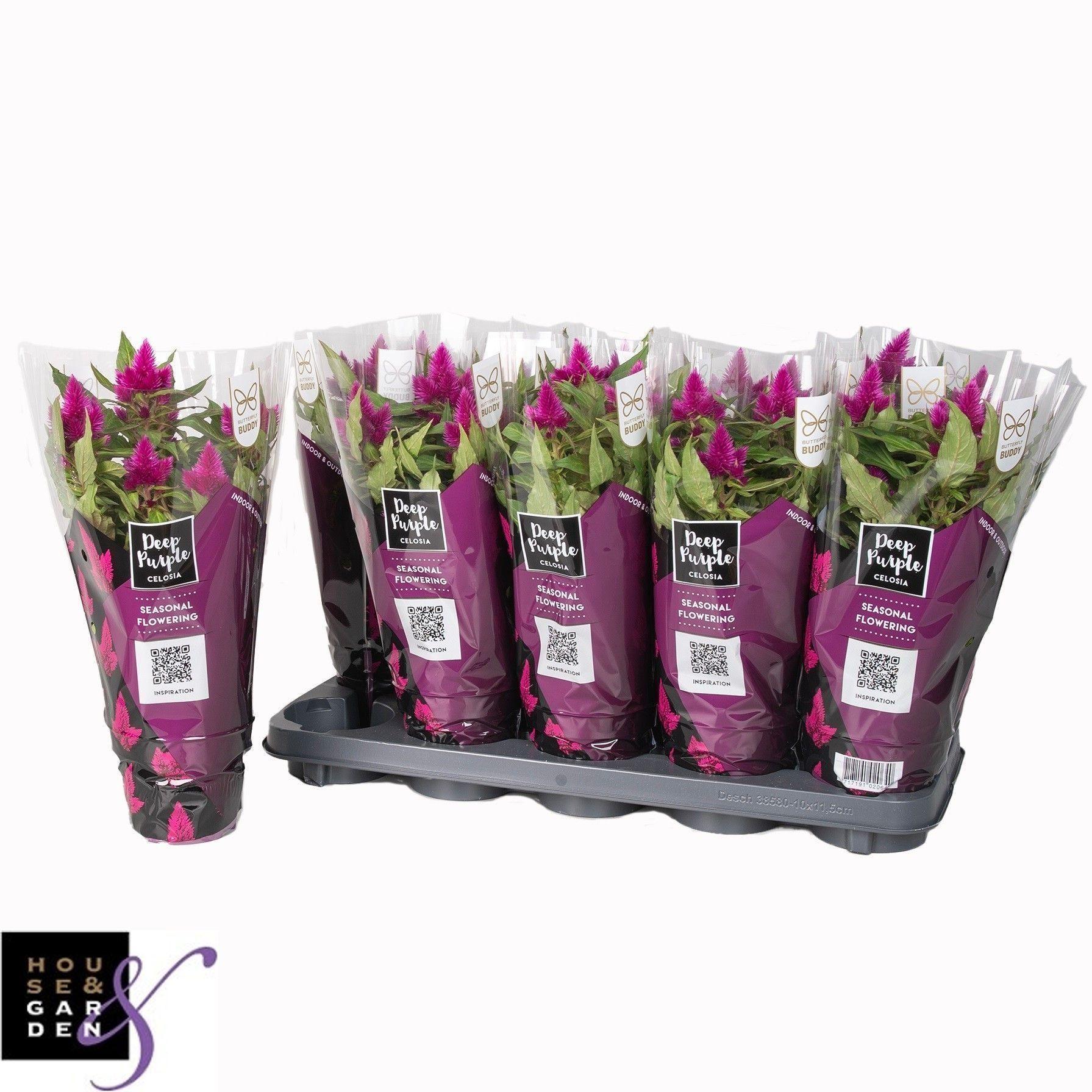 Горшечные цветы и растения оптом Cel Deep Purple от 10шт из Голландии с доставкой по России