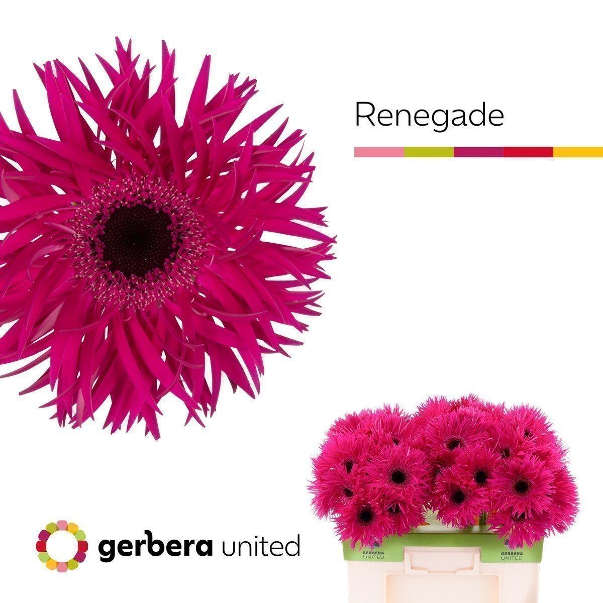 Срезанные цветы оптом Gerbera gerspider renegade от 50шт из Голландии с доставкой по России