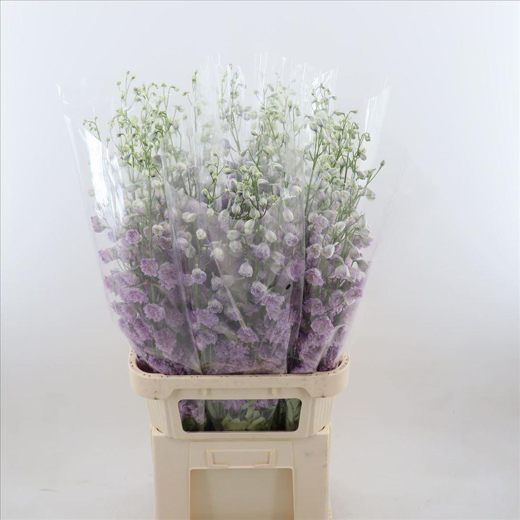 Срезанные цветы оптом Delphinium el du delphis pink power от 30шт из Голландии с доставкой по России