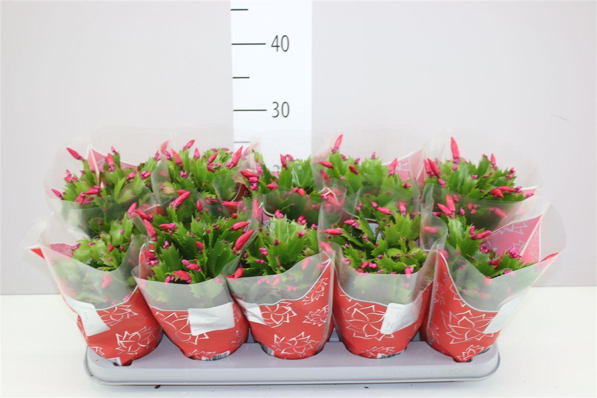 Горшечные цветы и растения оптом Schlumbergera Flame Red от 10шт из Голландии с доставкой по России