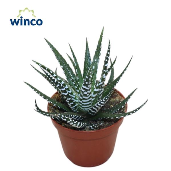 Горшечные цветы и растения оптом Haworthia Fasciata Big Band от 18шт (для телеги) из Голландии с доставкой по России