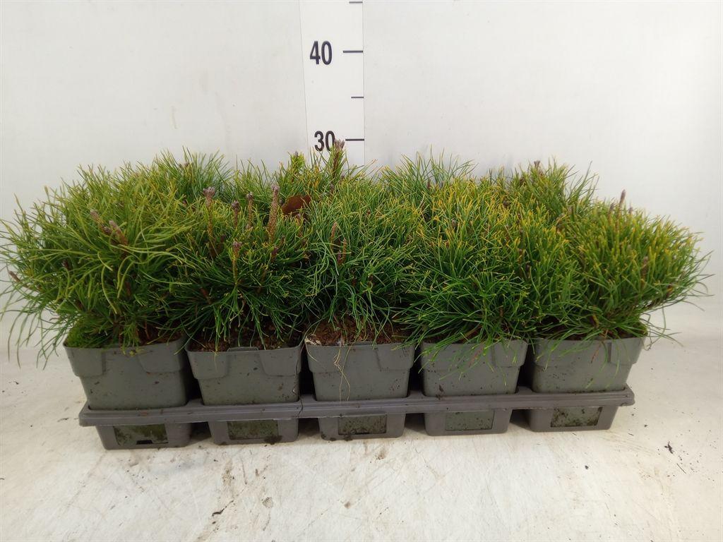 Горшечные цветы и растения оптом Pinus Mugo Subsp. Mugo от 10шт из Голландии с доставкой по России