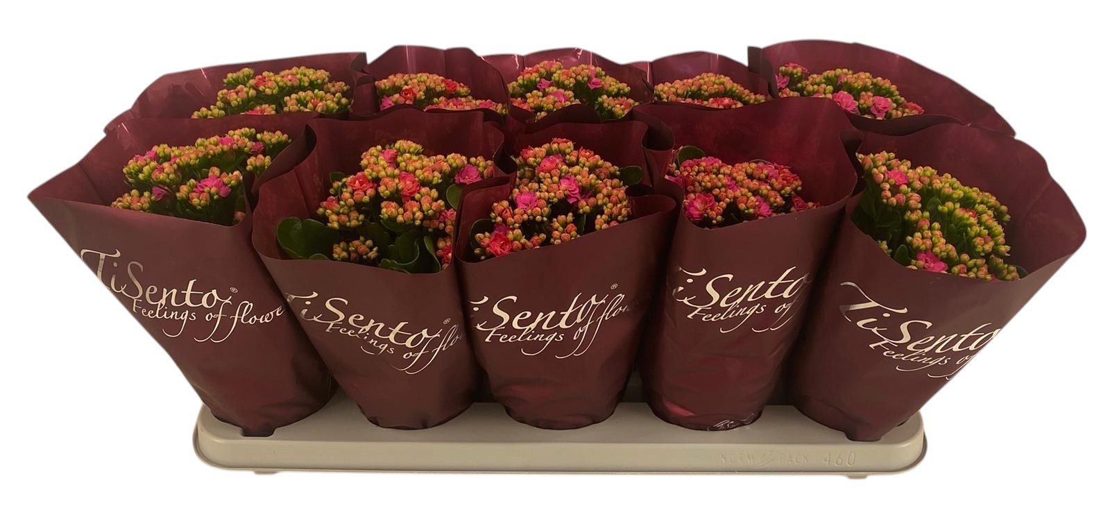 Горшечные цветы и растения оптом Kal Ge Gem от 10шт из Голландии с доставкой по России