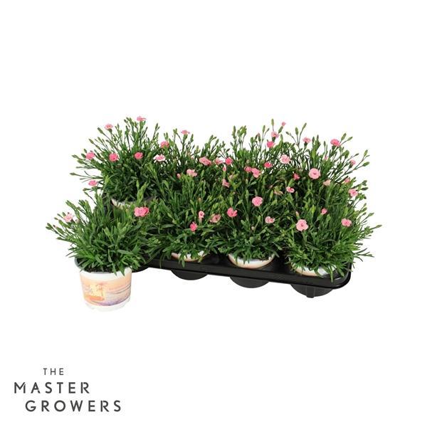Горшечные цветы и растения оптом Dianthus Peach Party от 8шт из Голландии с доставкой по России