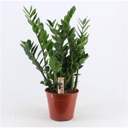 Горшечные цветы и растения оптом Zamioculcas 8+ от 1шт из Голландии с доставкой по России