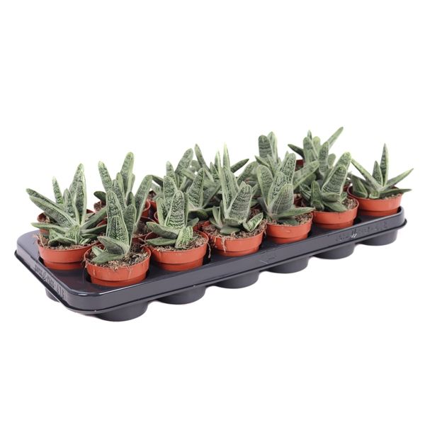 Горшечные цветы и растения оптом Gasteria Little Warty от 22шт из Голландии с доставкой по России