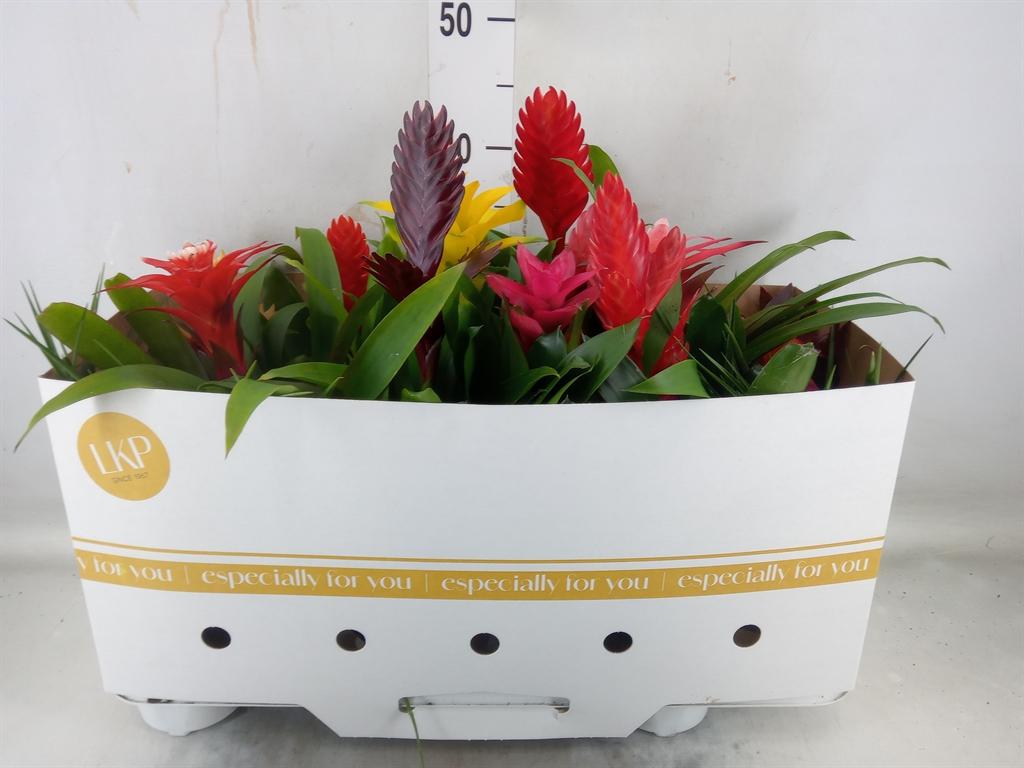 Горшечные цветы и растения оптом Bromelia   ...mix от 12шт из Голландии с доставкой по России