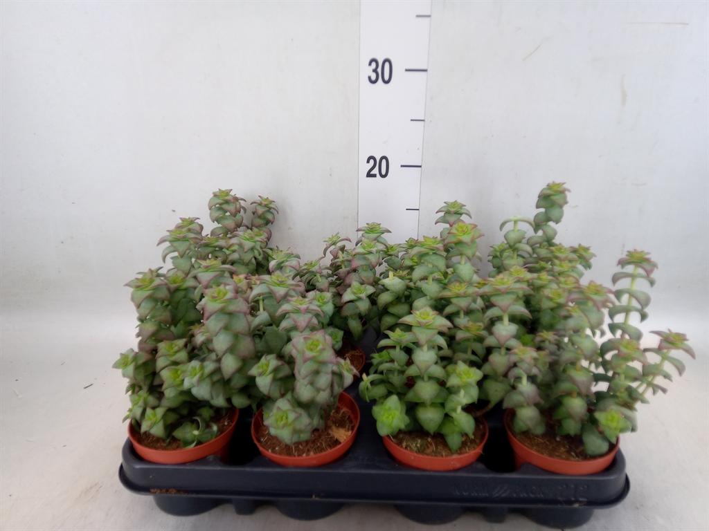 Горшечные цветы и растения оптом Crassula   ... от 12шт (для телеги) из Голландии с доставкой по России