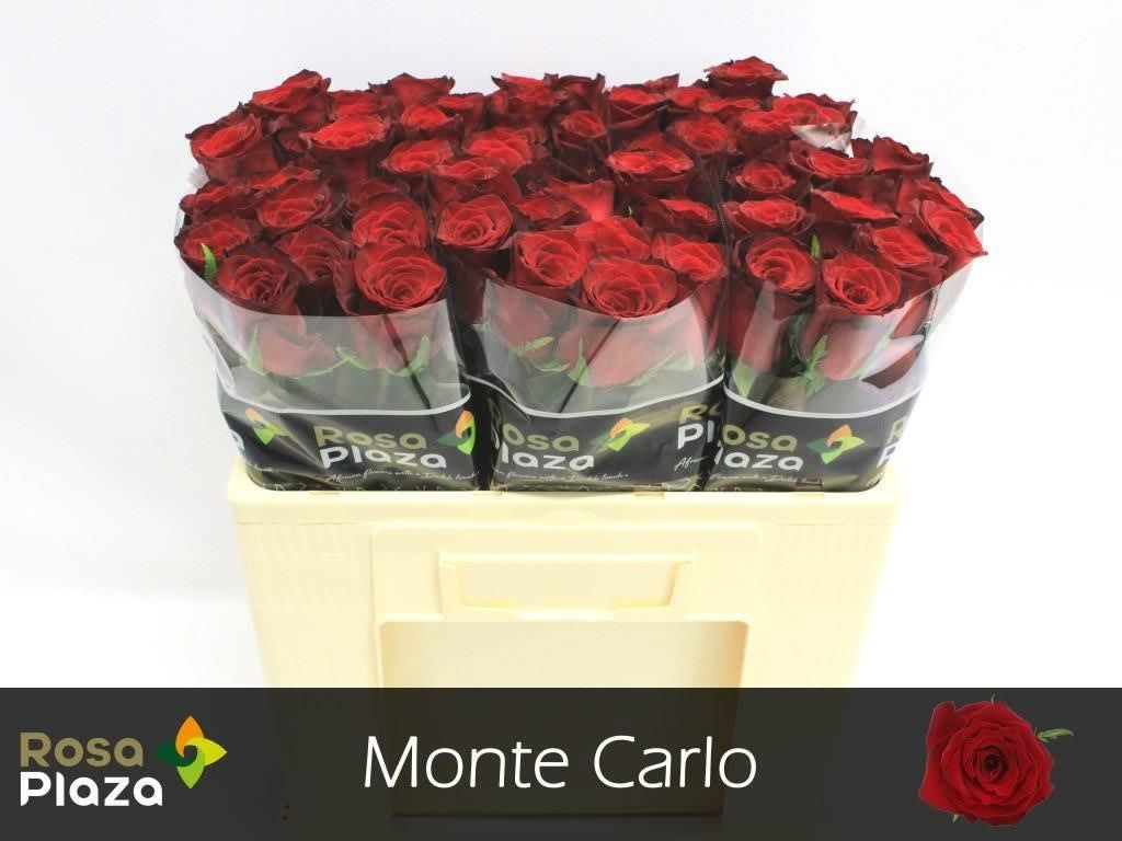 Срезанные цветы оптом Rosa large monte carlo от 60шт. из Голландии с доставкой по России