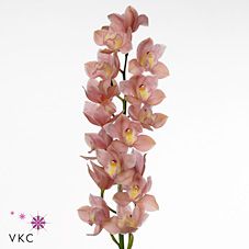 Срезанные цветы оптом Cymbidium pink salm delight от 9шт из Голландии с доставкой по России