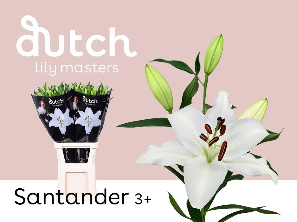Срезанные цветы оптом Lilium or santander от 40шт. из Голландии с доставкой по России