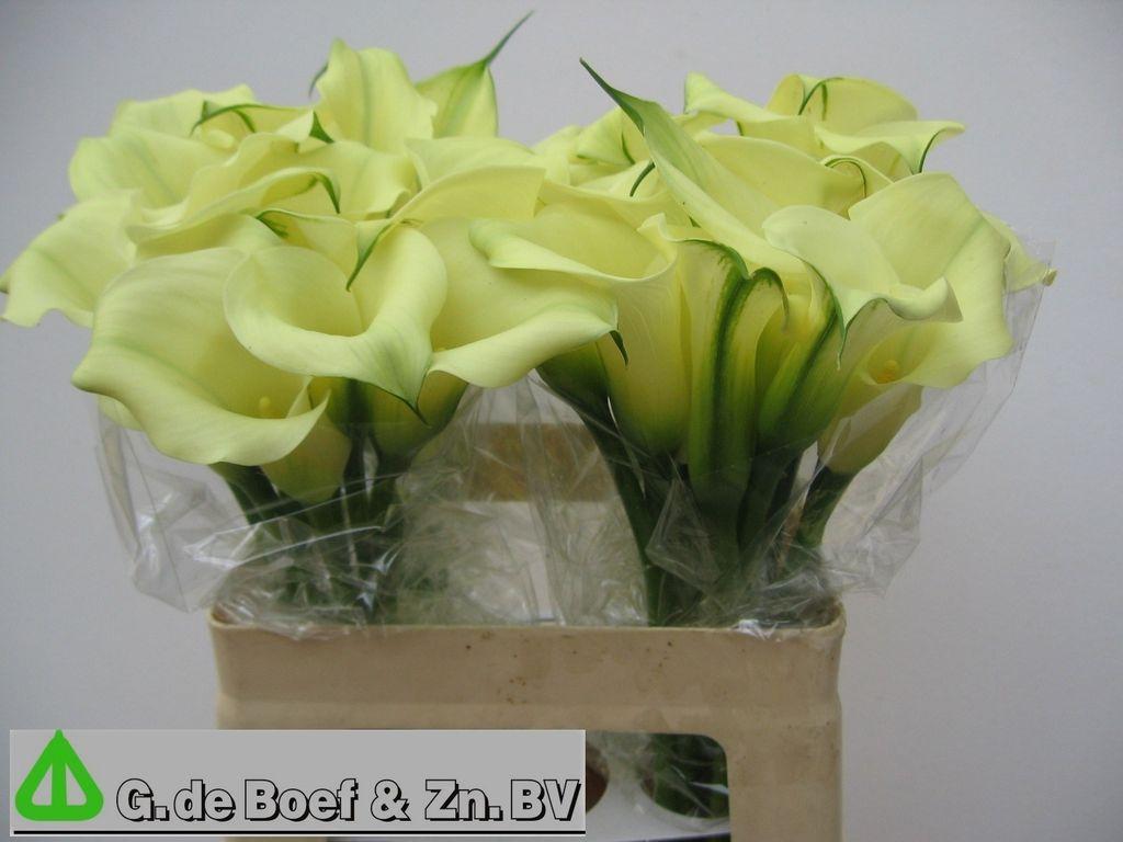 Срезанные цветы оптом Zantedeschia bridal bliss от 40шт из Голландии с доставкой по России