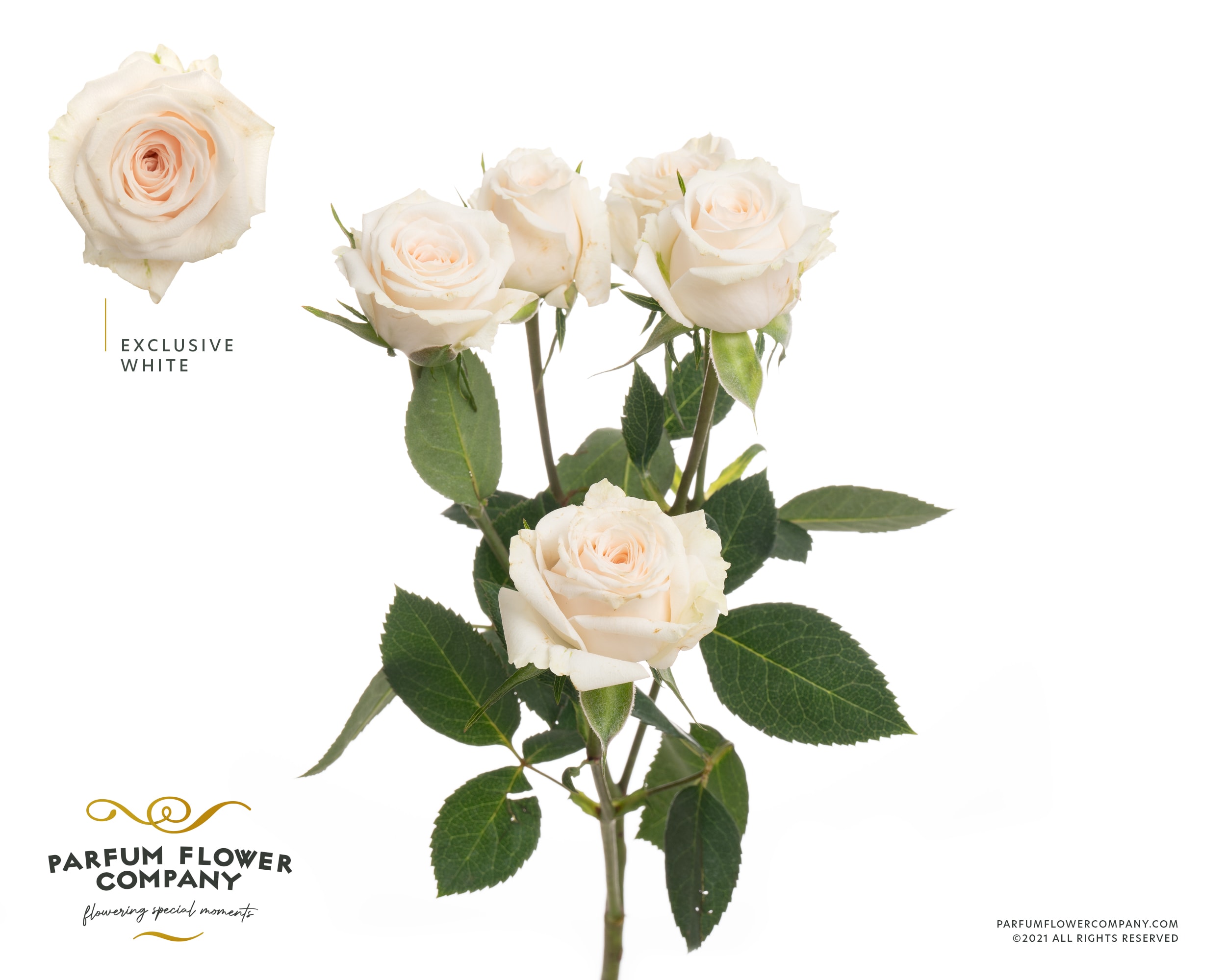 Срезанные цветы оптом Rosa spray exclusive sensation от 24шт из Голландии с доставкой по России