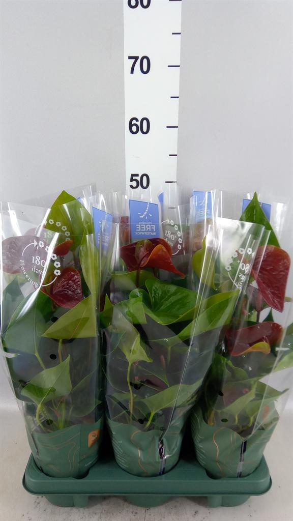 Горшечные цветы и растения оптом Anthurium Andr. essencia A от 6шт из Голландии с доставкой по России