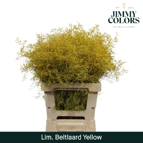 Срезанные цветы оптом Limonium beltlaard paint yellow от 50шт из Голландии с доставкой по России