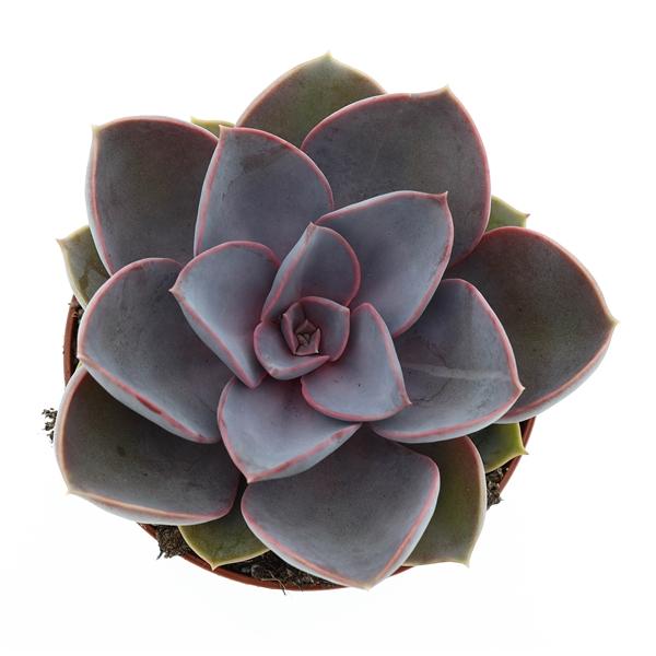 Горшечные цветы и растения оптом Echeveria Perle Von Nurnberg от 12шт (для телеги) из Голландии с доставкой по России