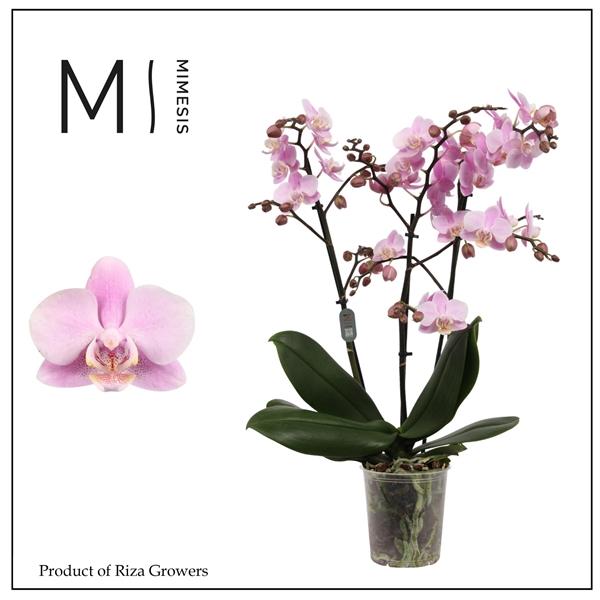 Горшечные цветы и растения оптом Phal 3st Beaution 30+ (orchid Growers) от 10шт из Голландии с доставкой по России