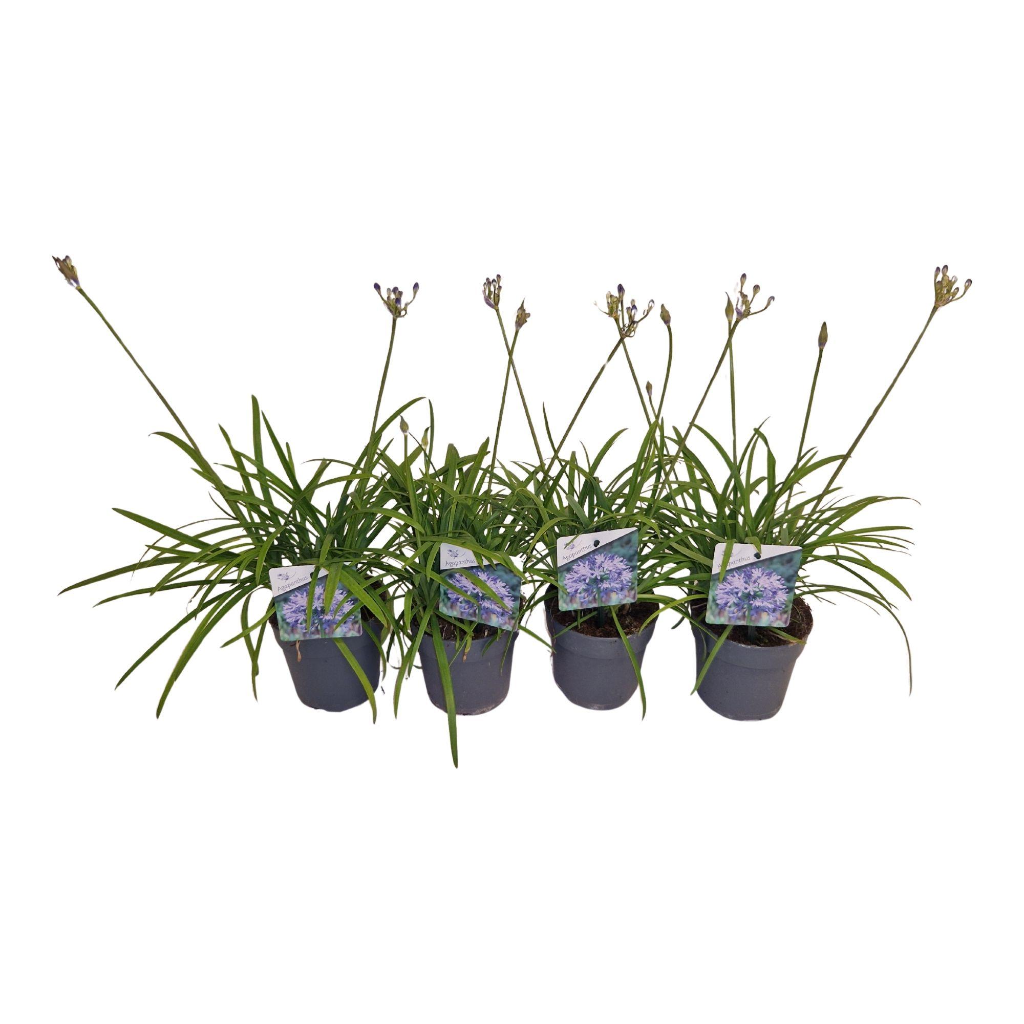 Горшечные цветы и растения оптом Agapanthus Brilliant Bl. Blauw. Pot 12 Cm 4+ Knopp от 8шт из Голландии с доставкой по России