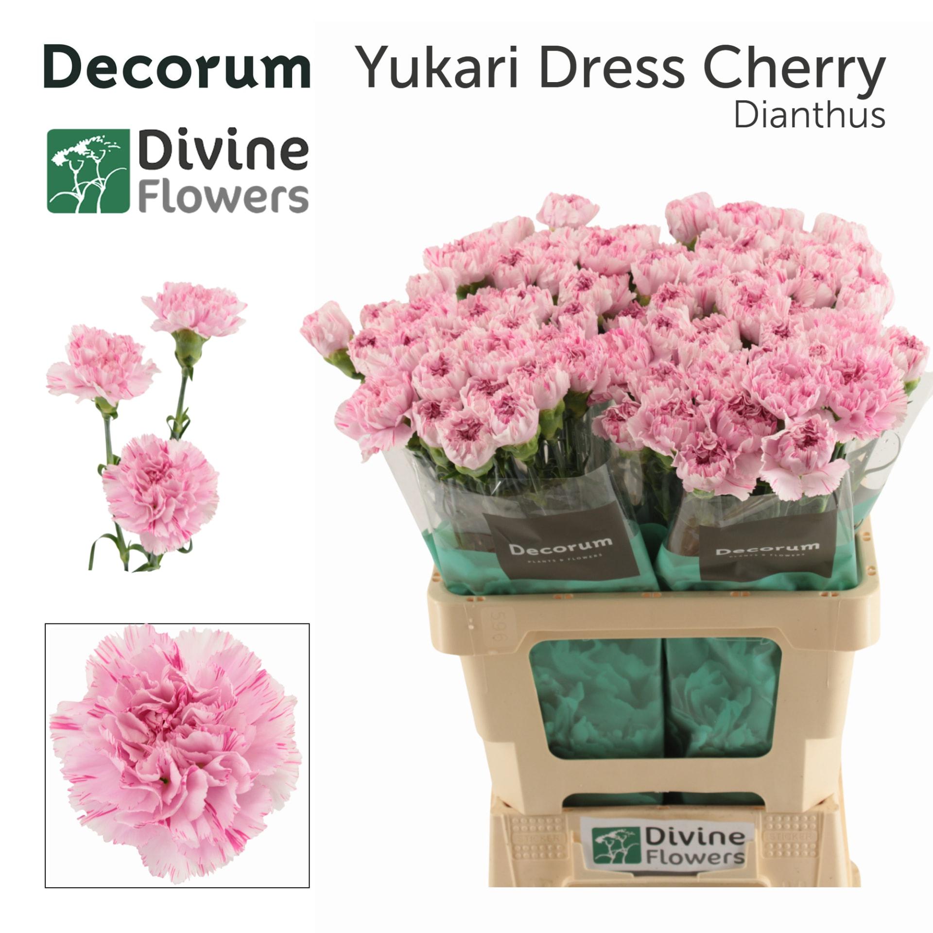 Срезанные цветы оптом Dianthus st yukari dress cherry от 80шт из Голландии с доставкой по России
