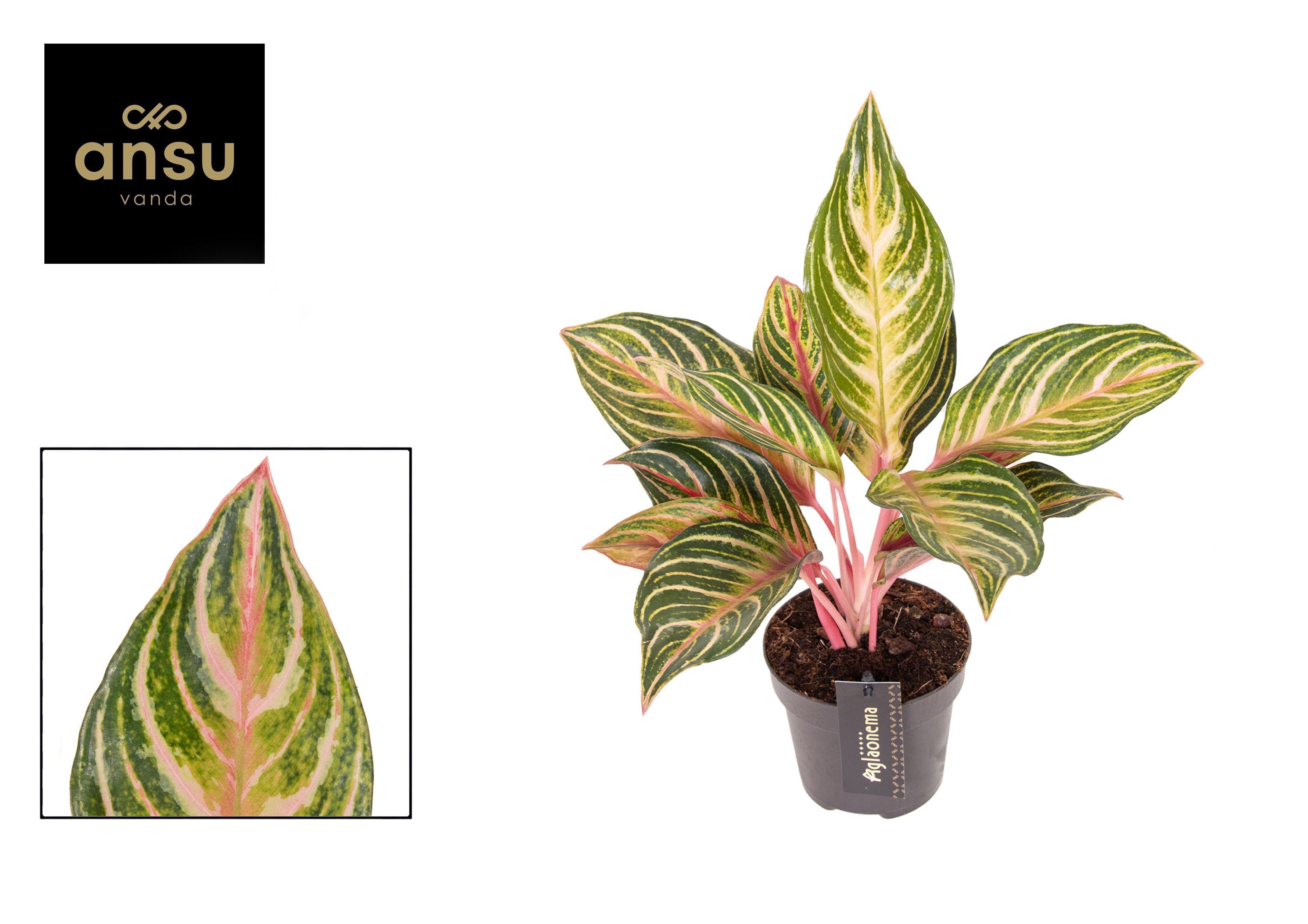 Горшечные цветы и растения оптом Aglaonema Eyecatcher от 6шт из Голландии с доставкой по России