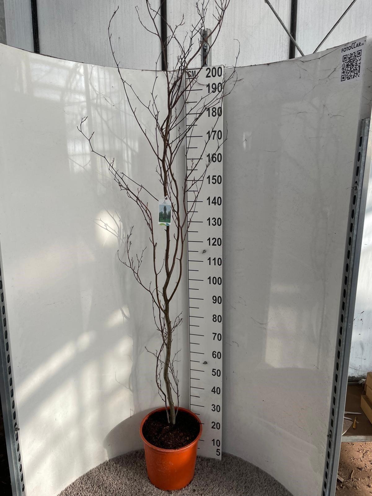 Горшечные цветы и растения оптом Fagu Sylvatica Ov от 1шт из Голландии с доставкой по России