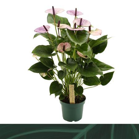 Горшечные цветы и растения оптом Anth An Laguna 5+ (amazone) от 10шт из Голландии с доставкой по России