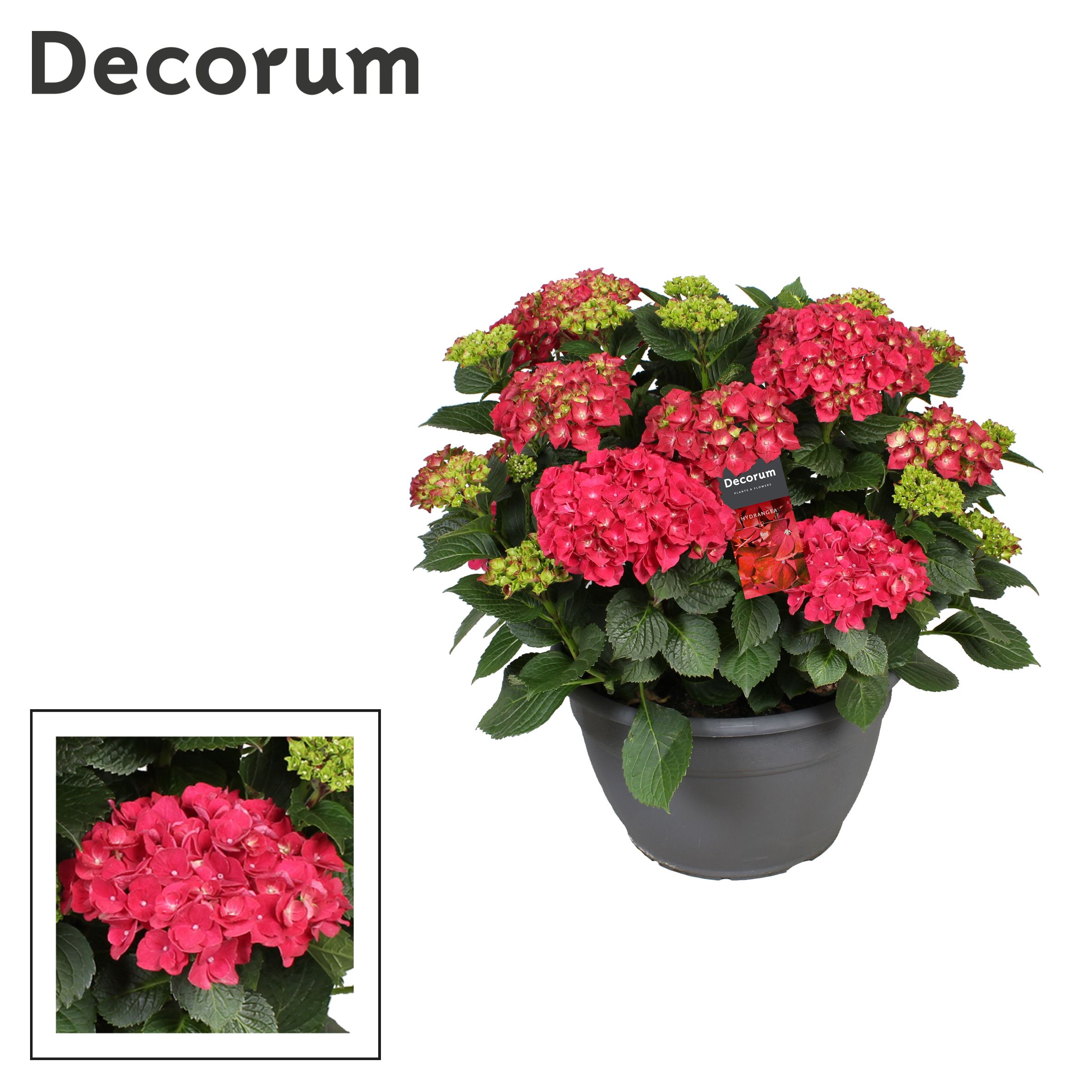 Горшечные цветы и растения оптом Hydrangea Ma Red 25+ (decorum) от 1шт из Голландии с доставкой по России