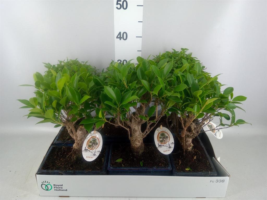 Горшечные цветы и растения оптом Bonsai ...mix от 6шт из Голландии с доставкой по России