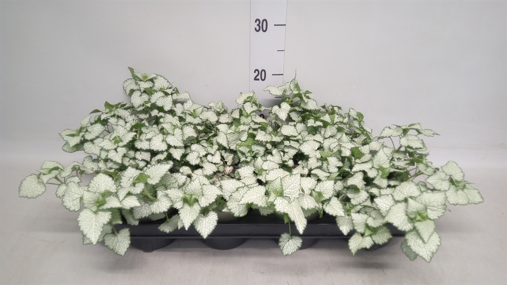 Горшечные цветы и растения оптом Lamium Maculatum от 8шт из Голландии с доставкой по России
