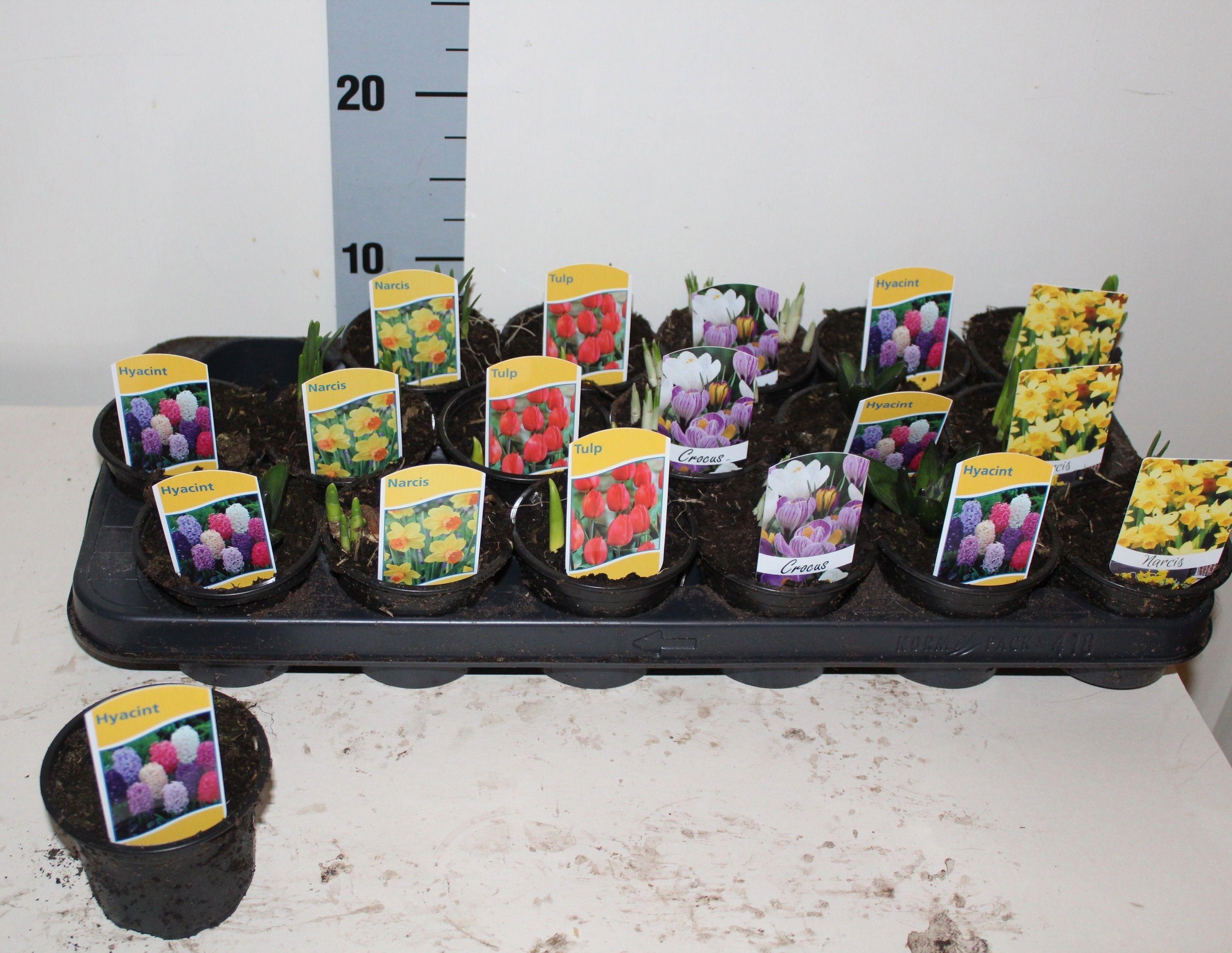 Горшечные цветы и растения оптом Bolbloemen Gem от 18шт (для телеги) из Голландии с доставкой по России