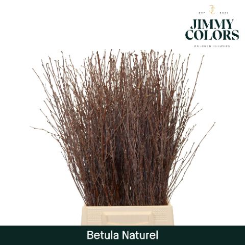 Срезанные цветы оптом Betula naturel от 20шт из Голландии с доставкой по России