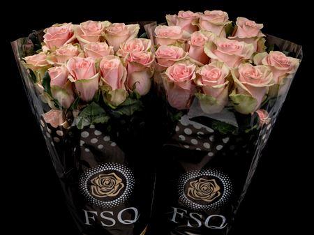 Срезанные цветы оптом Rosa ec absolute in pink от 40шт из Голландии с доставкой по России