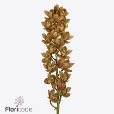 Срезанные цветы оптом Minicymbidium orange beauty от 8шт из Голландии с доставкой по России