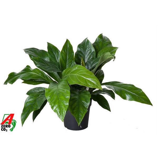 Горшечные цветы и растения оптом Anthurium Jungle Bush 2pp от 1шт из Голландии с доставкой по России