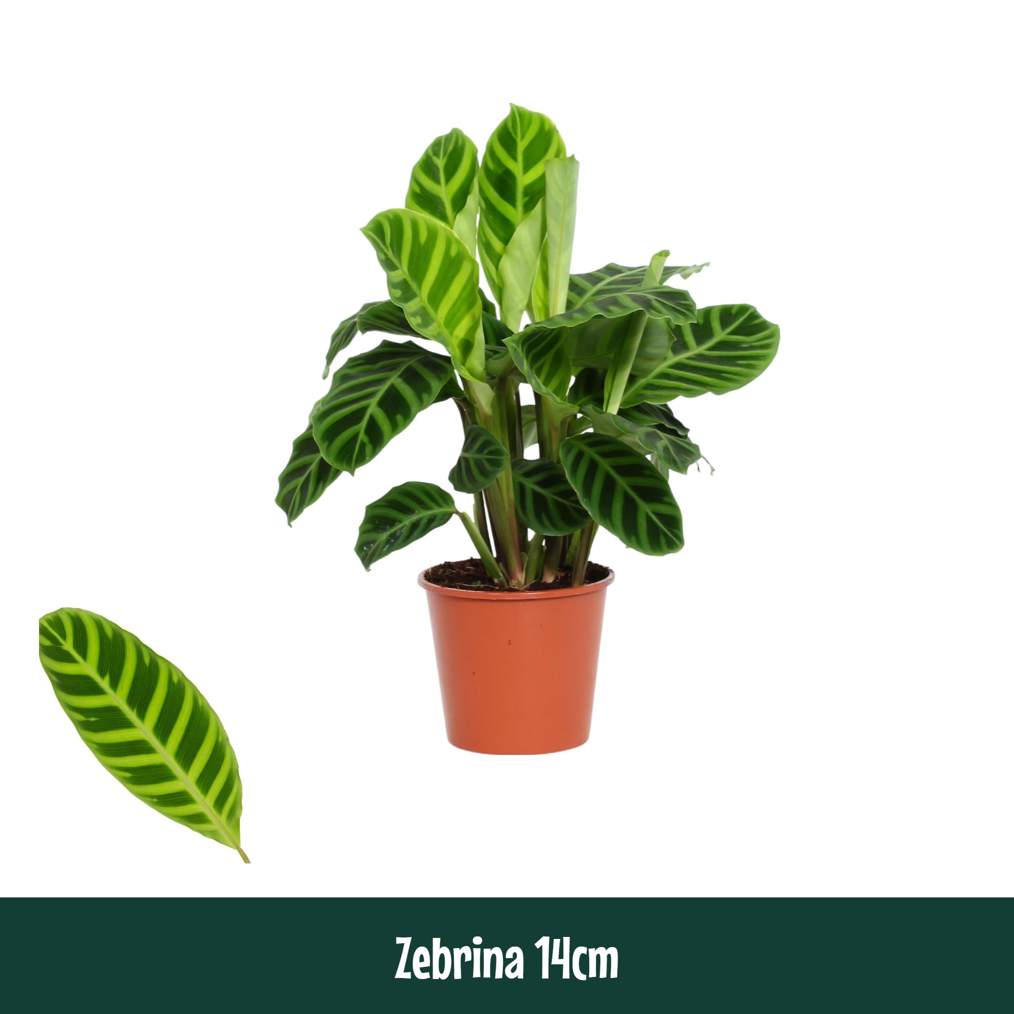 Горшечные цветы и растения оптом Calathea Zebrina от 8шт из Голландии с доставкой по России